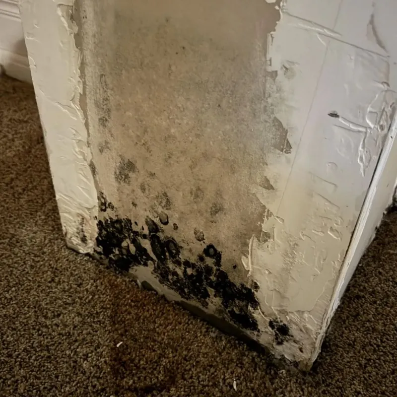 Professional Mold Removal in Fontana, CA